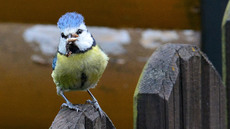 Blaumeise_mit_Futter (14).jpg